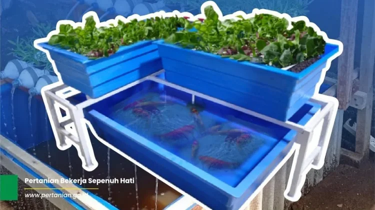 Kementan Dorong Aquaponik Jadi Solusi Pertanian Masa Depan