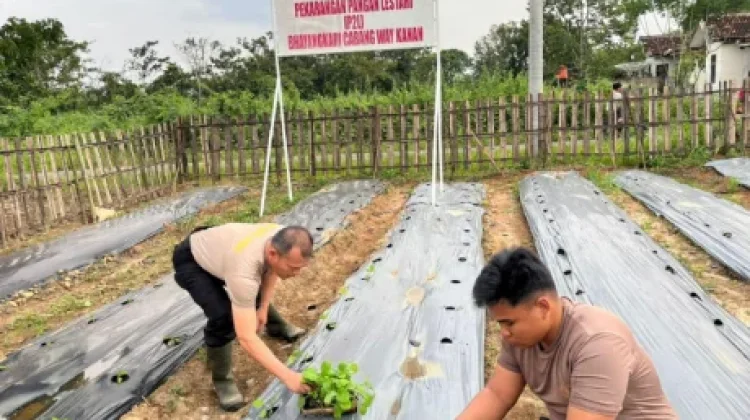 Polres Way Kanan Tanam Sayur Dukung Ketahanan Pangan