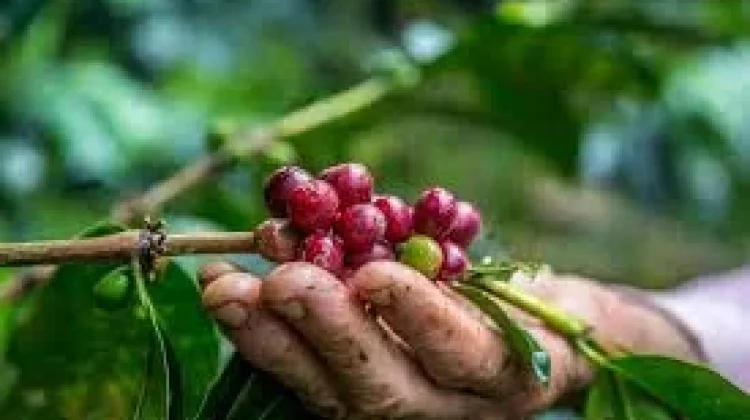 Pemkab Way Kanan Perkuat Hilirisasi Pengembangan Kopi Robusta