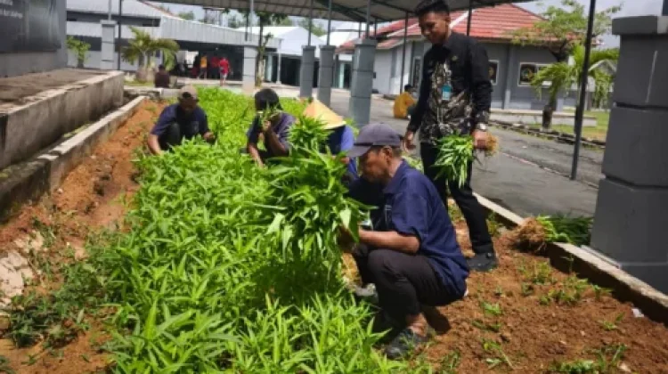Lapas Way Kanan Panen Bayam dan Kangkung dari Lahan Sempit