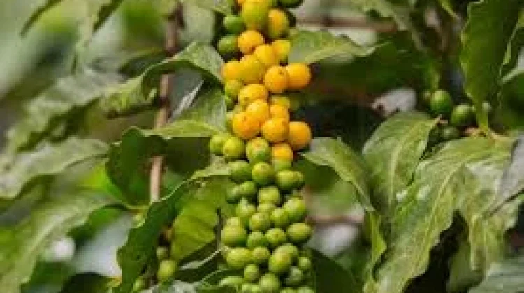 Pemkab Way Kanan Pertahankan Branding Kopi Robusta Hasil Okulasi