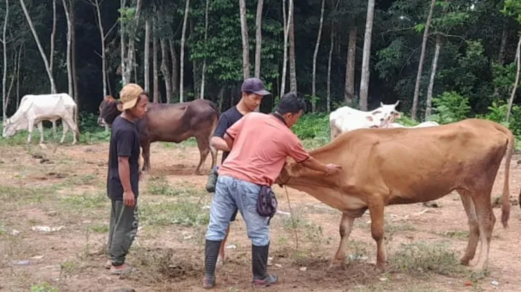 Menjelang Lebaran, Pasokan Hewan Ternak Way Kanan Aman