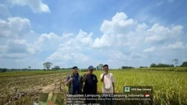 Tim Jemput Pangan Bulog Optimalkan Penyerapan Gabah Petani