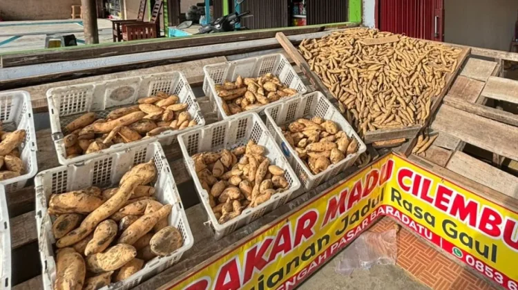 Ubi Cilembu Mulai Diminati Warga Way Kanan