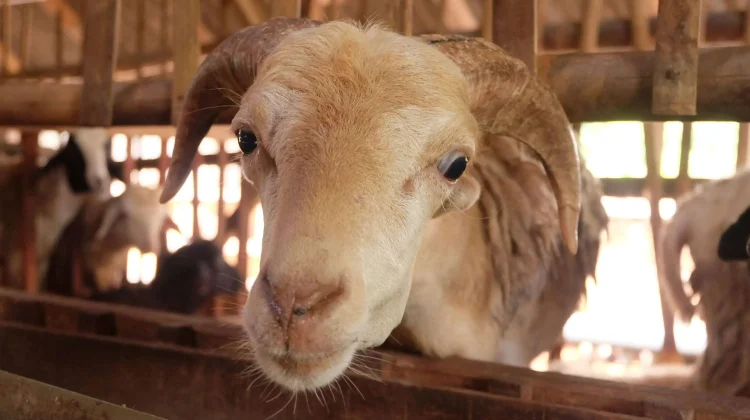 Tanjung Harapan Kembangkan Ternak Kambing, Dongkrak Ekonomi Warga