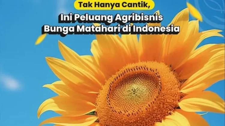 Minyak Bunga Matahari berpotensi dikembangkan di Indonesia