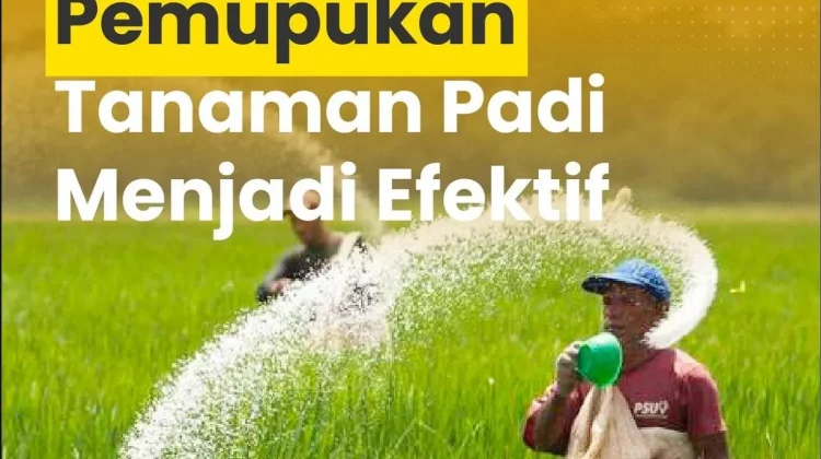 Sembilan Faktor Tentukan Efektivitas Pupuk Padi
