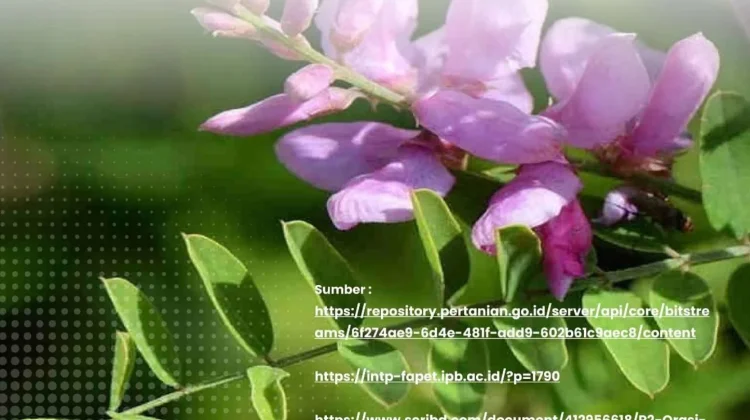 Panen 3 Kali dalam 120 Hari, Indigofera Produksi 21 Ton per Hektar