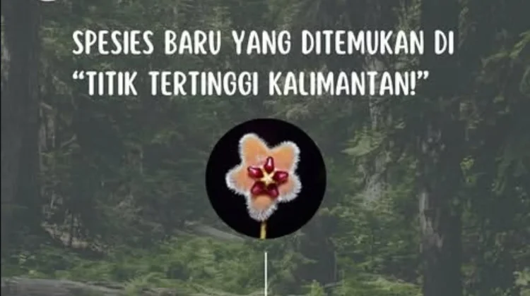 Peneliti Indonesia Temukan Spesies Baru Hoya di Kalimantan