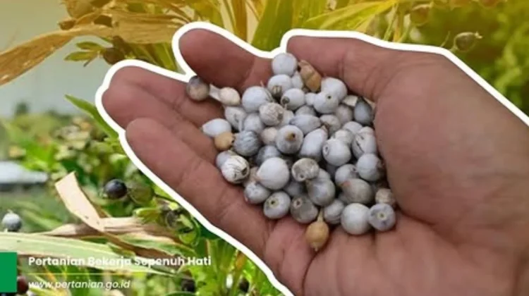 Jali, Tanaman Pangan Alternatif Kaya Gizi yang Digadang Kementan