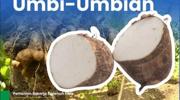 Gembili, Tanaman Umbi Lokal yang Berpotensi Jadi Alternatif Sumber Karbohidrat
