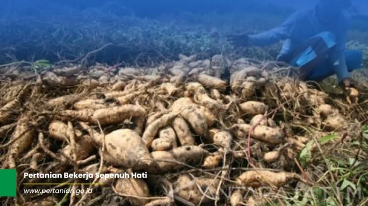 Kaya Senyawa Bioaktif, Gembili Berpotensi Cegah Diabetes hingga Kanker