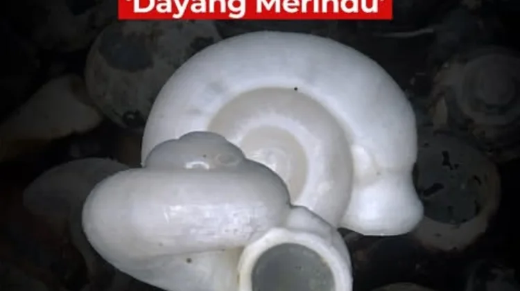 BRIN Temukan Spesies Baru Keong Darat di Karst Sumatra Selatan