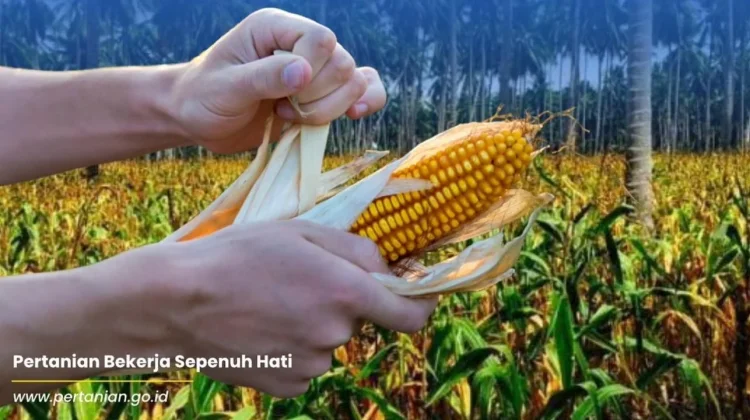 Kementan Genjot Produksi Jagung dengan Integrasi di Kebun Kelapa