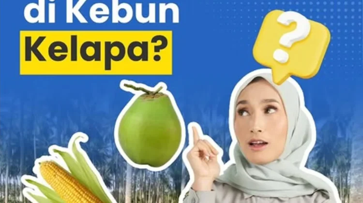 Integrasi Jagung di Kebun Kelapa, Peluang Ganda bagi Kesejahteraan Pekebun