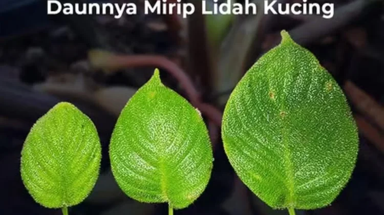 BRIN Identifikasi Spesies Baru Homalomena, Daunnya Mirip Lidah Kucing