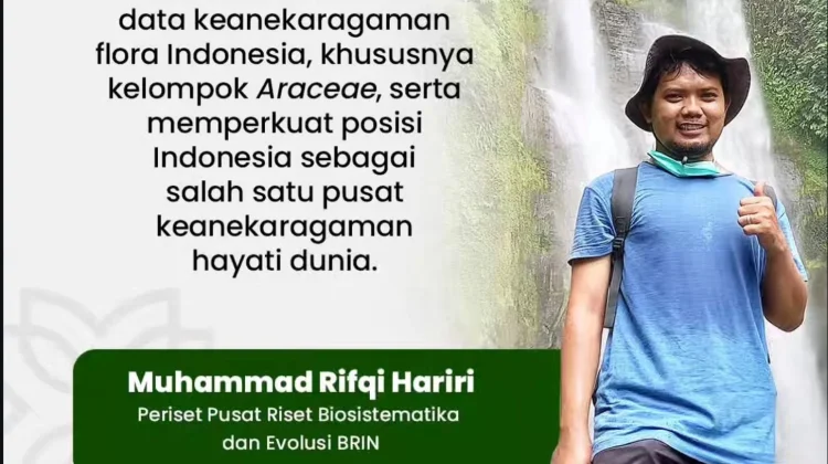 Homalomena lingua-felis, Spesies Baru dari Tapanuli yang Terancam Punah