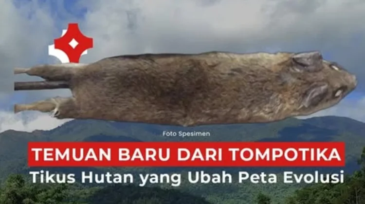 BRIN Temukan Spesies Baru Tikus Hutan di Sulawesi, Hasil Kolaborasi Internasional
