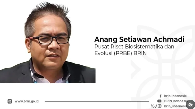 Penemuan Tikus Tompotika Ubah Peta Klasifikasi Mamalia Asia Tenggara