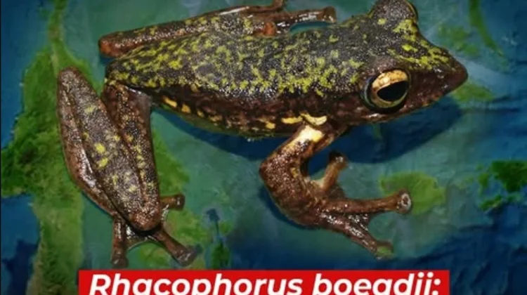 BRIN Temukan Katak Pohon Baru Endemik Sulawesi, Punya Kulit Berbintik Putih