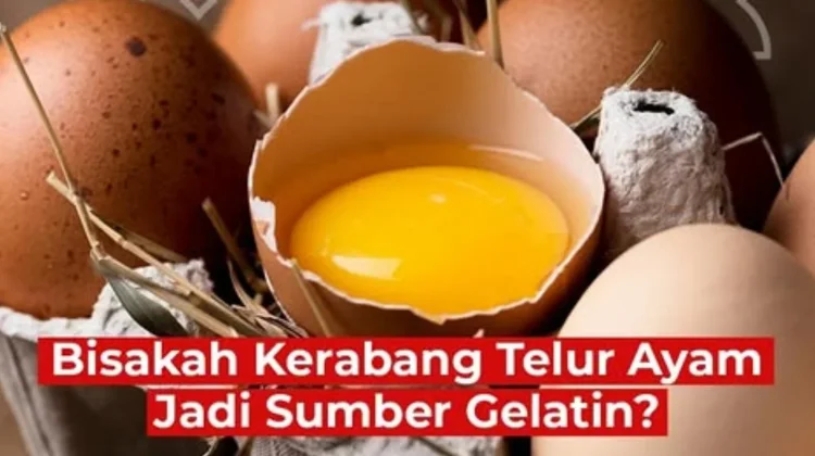 BRIN Kembangkan Gelatin Halal dari Kerabang Telur Ayam, Kurangi Ketergantungan Im