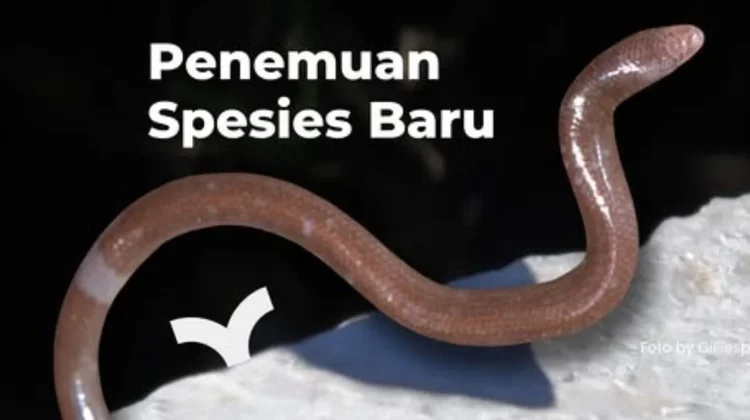 BRIN Temukan Spesies Baru Kadal Buta di Pulau Buton, Tubuhnya Seperti Cacing