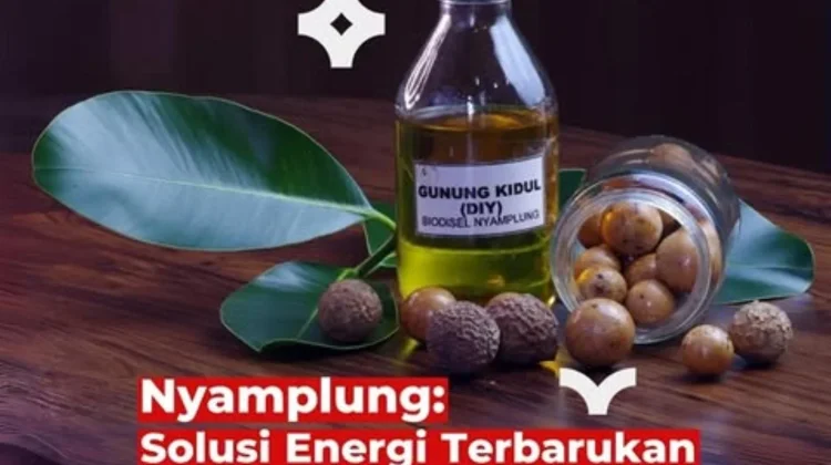 Nyamplung, Tanaman Hutan Indonesia yang Berpotensi Jadi Bioavtur dan Biodiesel