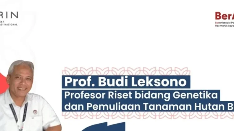 BRIN: Nyamplung, Tanaman Serbaguna untuk Restorasi Lahan dan Ekonomi Sirkular