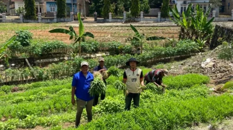 Warga Binaan Lapas Way Kanan Panen Sayuran Mandiri
