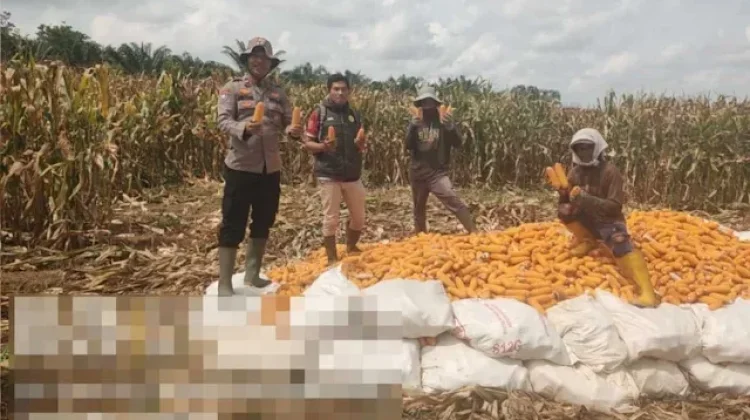Polisi dan Warga di Negara Batin Panen Jagung Serentak