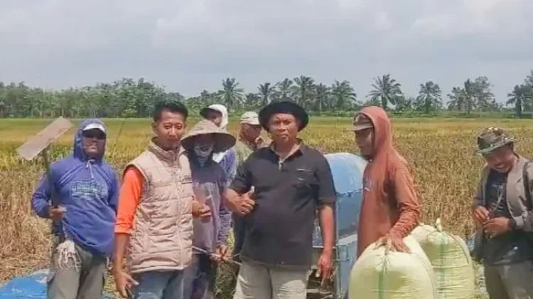 Bulog Lampung Utara Serap Puluhan Ribu Ton Gabah Petani