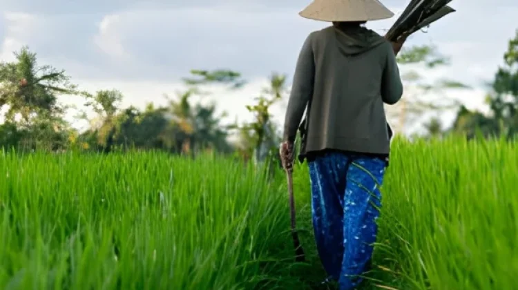 Balai Penyuluh Pertanian Dorong Petani Beralih ke Pertanian Modern