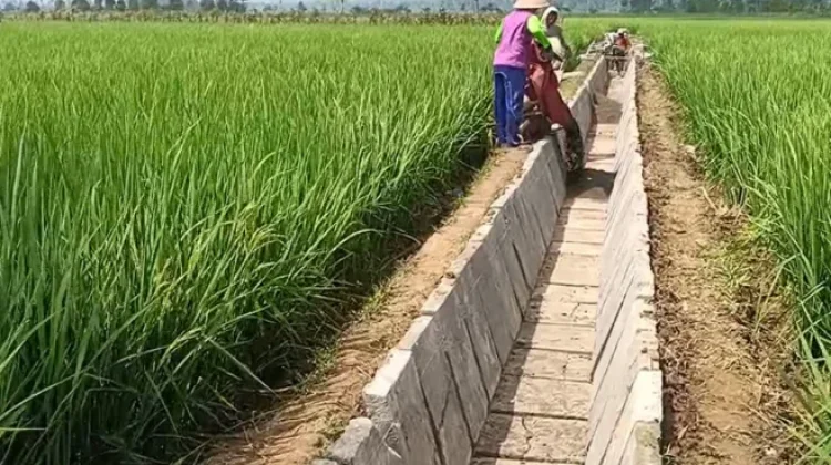 Petani di Way Kanan Minta Perbaikan Irigasi Primer