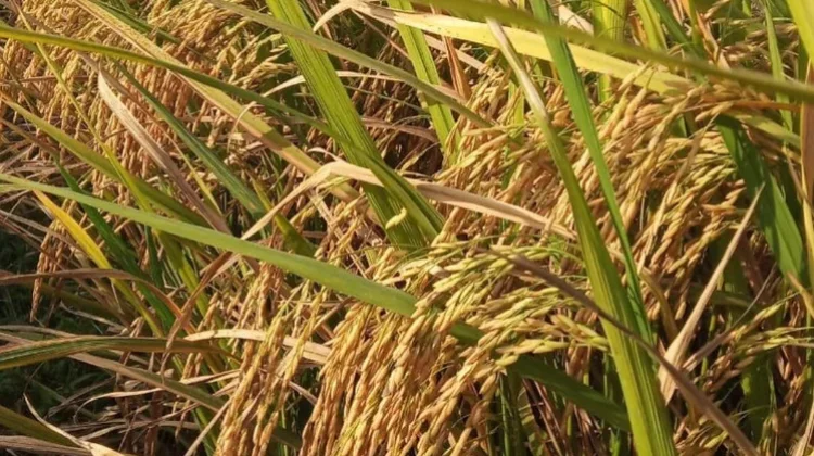 Bibit Unggul Dinilai Tingkatkan Produksi Petani di Way Kanan
