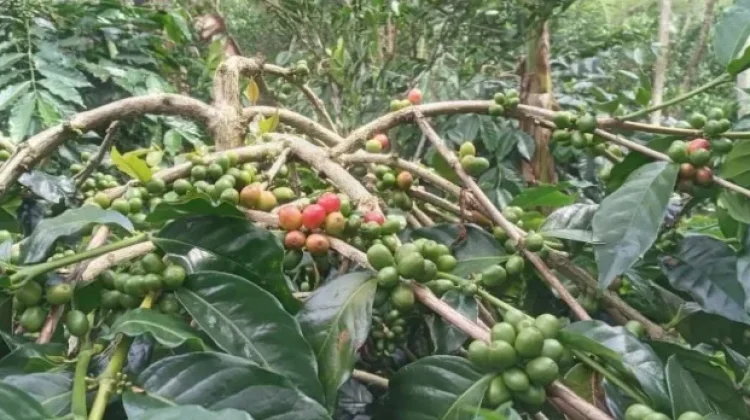 Hasil Panen Kopi di Sumbagsel Musim Ini Merosot jika Dibanding Musim Sebelumnya