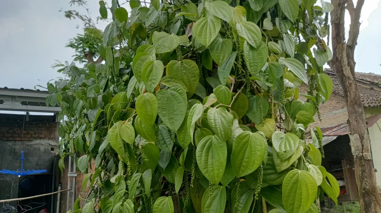 Tanaman Lada Tumbuh Subur di Pekarangan Warga