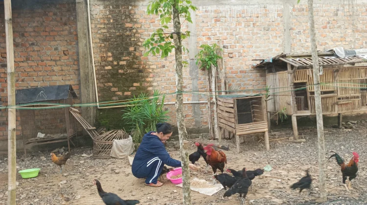 Warga Manfaatkan Pekarangan untuk Beternak Ayam