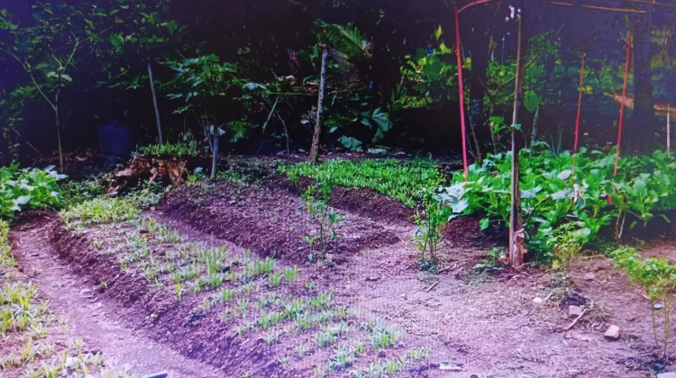 Warga Manfaatkan Pekarangan untuk Kebun Sayur Mandiri