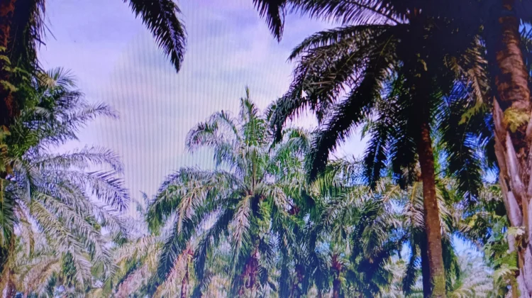 Hamparan Kebun Sawit Jadi Penopang Ekonomi Warga