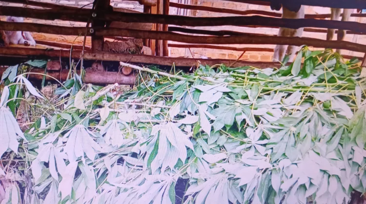 Peternak Kambing Manfaatkan Pakan Alami untuk Tekan Biaya