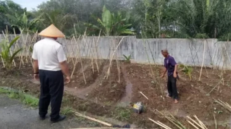 Lapas Way Kanan Buat Lanjaran Kacang dan Sulam Jagung
