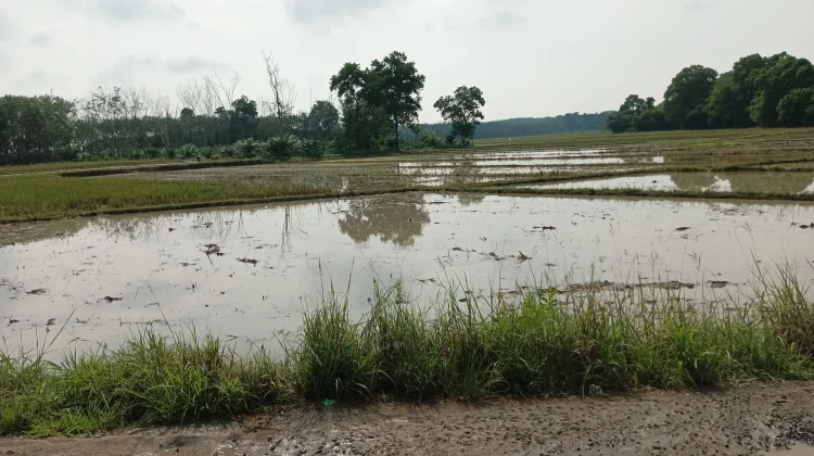 Sawah Tergenang Air, Petani Mulai Masa Tanam
