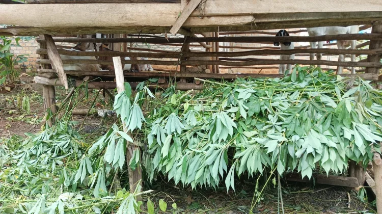 Peternak Kambing Manfaatkan Pakan Alami untuk Tekan Biaya