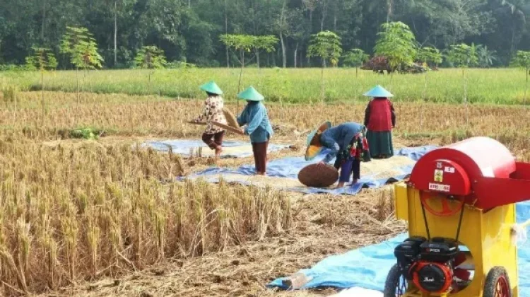 Regenerasi Petani di Way Kanan Belum Maksimal