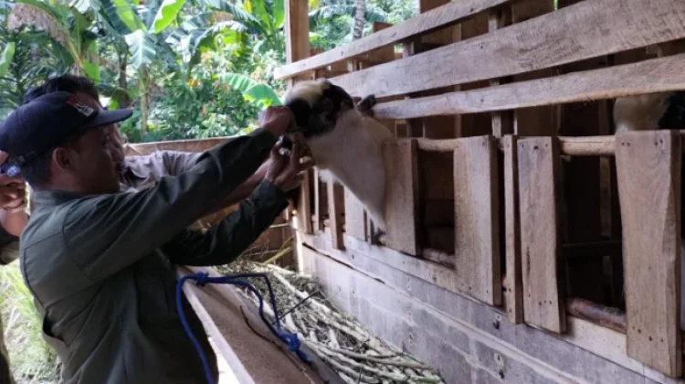 Dinas TPHP Ungkap Tantangan Kesehatan Ternak jelang Idul Adha