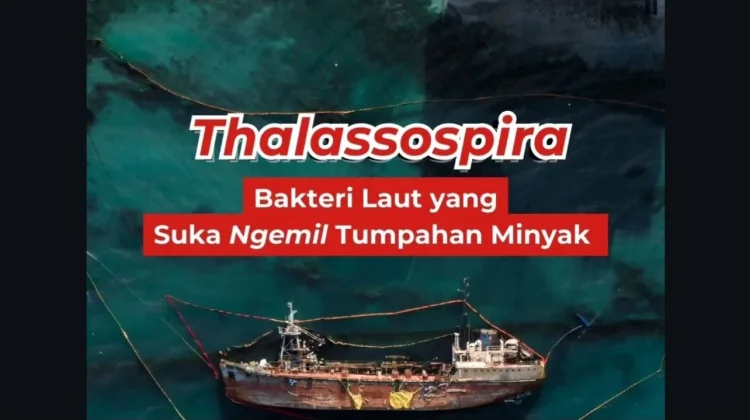 Bakteri Thalassospira, Solusi Alami Bersihkan Tumpahan Minyak di Laut