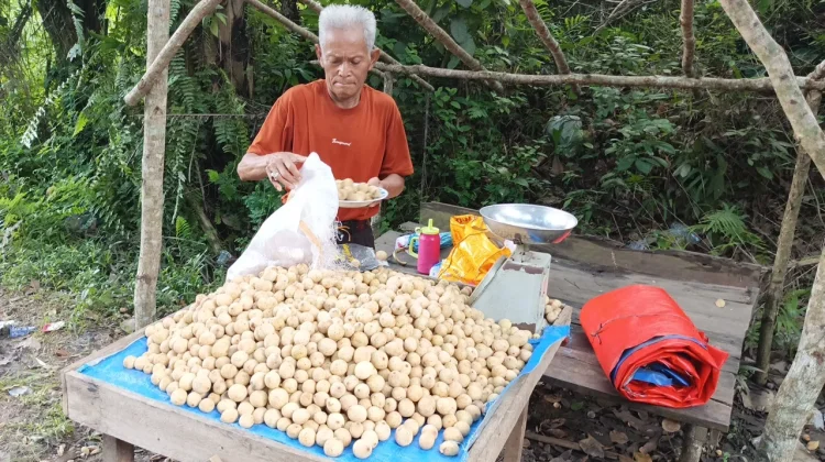 Penjual Buah Duku Tetap Bertahan di tengah Sepinya Pembeli