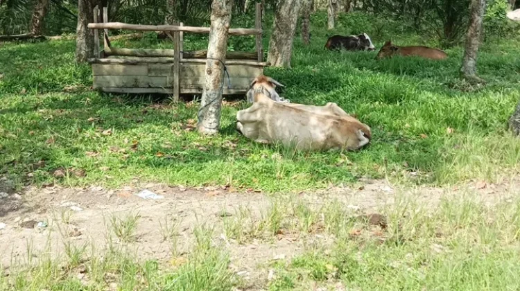Ternak Sapi Warga Jadi Penopang Ekonomi Keluarga