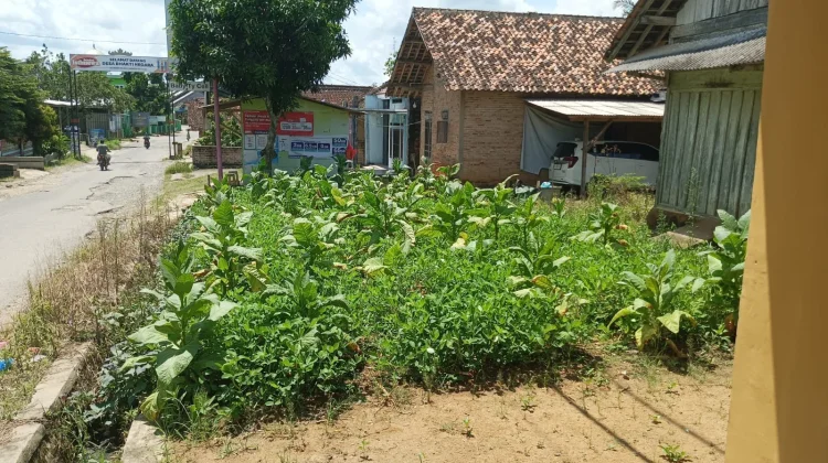 Pekarangan Rumah Warga Dimanfaatkan untuk Kebun Produktif