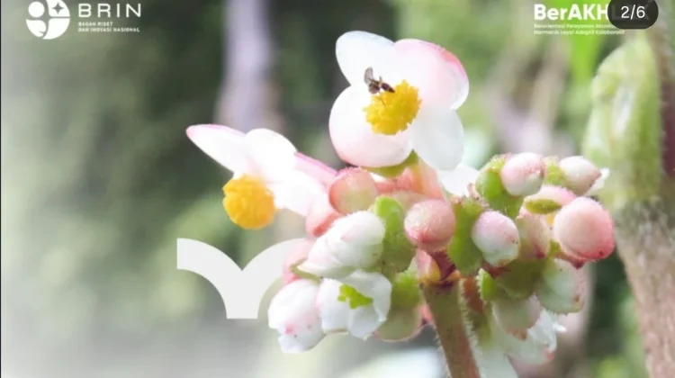 Begonia Multangula, Tanaman Asli Indonesia Penghilang Bau Mulut